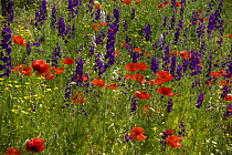 Common Poppy (Papaver rhoeas) and Forking Larkspur (Consolida regalis) in flowering meadow, Bulgaria, May 2008