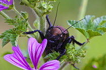 Bush cricket {Deracantha sp} on Mallow flower (Malva sylvestris) Bulgaria, May 2008