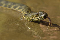 Dice snake (Natrix tessellata) near water, Bulgaria, May 2008 Wild Wonders kids book.