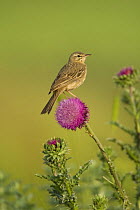 Tawny pipit (Anthus campestris) perched on Musk thistle flower (Carduus nutans) Bulgaria, May 2008