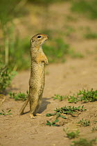 European souslik / ground squirrel (Spermophilus citellus) standing up, Bulgaria, May 2008