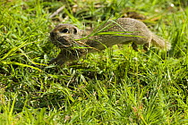 European ground squirrel (Spermophilus citellus) carrying nesting material, Bulgaria, May 2008