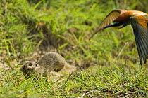 European Souslik / Ground Squirrel (Spermophilus citellus) carrying nesting material and being chased by European Bee-eater (Merops apiaster) Bulgaria, May 2008