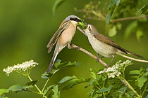 Red-backed shrike (Lanius collurio) pair, male feeding insect to female in courtship, Bulgaria, May 2008