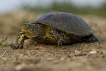 European pond turtle / terrapin (Emys orbicularis) Bulgaria, May 2008