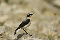 Northern wheatear, (Oenanthe oenanthe) male perched, Bulgaria, May 2008