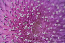 Close up of Musk thistle (Carduus nutans) flower, Bulgaria, May 2008