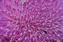 Close up of Musk thistle (Carduus nutans) flower with insect, Bulgaria, May 2008