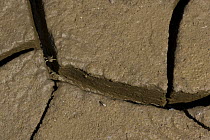 European green toad (Bufo viridis) in crack in dried mud, Bulgaria, May 2008