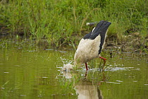 White Stork (Ciconia ciconia) with head underwater, feeding, Bulgaria, May 2008, sequence 1/3