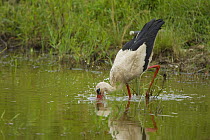 White Stork (Ciconia ciconia) feeding in water,  Bulgaria, May 2008, sequence 2/3