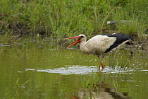 White Stork (Ciconia ciconia) feeding in water,  Bulgaria, May 2008, sequence 3/3