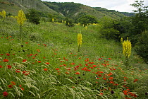 Fallow ground with Denseflower mullein (Verbascum densiflorum) Musk thistle (Carduus nutans) and Common Poppy (Papaver rhoeas) Bulgaria, May 2008