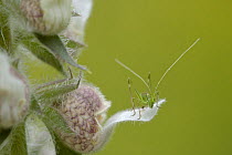 Juvenile Grasshopper on a woolly Foxglove flower(Digitalis lanata) Bulgaria, May 2008