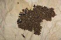 Mouse-eared bats (Myotis sp) and Schreiber's long fingered bats (Miniopterus schreibersi) roosting in cave, Bulgaria, May 2008