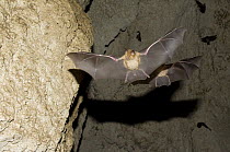 Mehely's Horseshoe Bat (Rhinolophus mehelyi) pregnant female flies from cave near Nikopol Bulgaria, May 2008