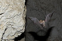 Mehely's Horseshoe bat (Rhinolophus mehelyi) flying carrying baby in cave near Nikopol, Bulgaria, May 2008