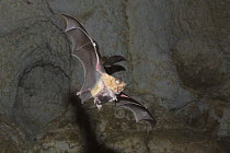 Mehely's Horseshoe bat (Rhinolophus mehelyi) flying with baby in cave near Nikopol, Bulgaria, May 2008