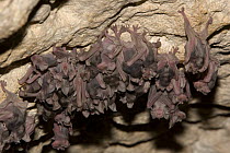 Juvenile Mehely's Horseshoe bat ( Rhinolophus mehelyi) roosting in a cave near Nikopol, Bulgaria, May 2008