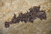Juvenile Mehely's Horseshoe bats (Rhinolophus mehelyi) roosting in a cave near Nikopol, Bulgaria, May 2008