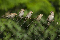 Five Common sparrows (Passer domesticus) perched on a wire fence, Bulgaria, May 2008