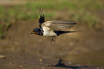Barn swallow (Hirundo rustica) in flight carrying nesting material, Bulgaria, May 2008