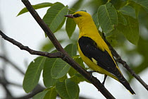 Golden oriole (Oriolus oriolus) male perched, Bulgaria, May 2008