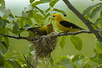 Golden oriole (Oriolus oriolus) pair at nest, Bulgaria, May 2008