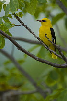 Golden oriole (Oriolus oriolus) male perched, Bulgaria, May 2008