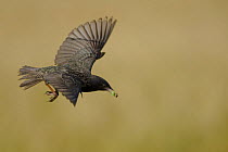 Common starling (Sturnus vulgaris) in flight carrying insect prey, Bulgaria, May 2008