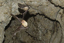 Mehely's horseshoe bat (Rhinolophus mehelyi) flying from cave, Bulgaria, May 2008