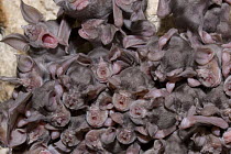 Juvenile Mehely's horseshoe bats (Rhinolophus mehelyi) roosing in cave, Bulgaria, May 2008