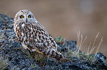 Short-eared owl (Asio flammeus). Mvatn, Iceland. May 2008