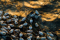Northern gannet (Morus bassanus) colony on a cliff, Langanes peninsula, Iceland, May 2008