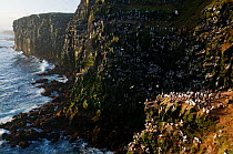 Common guillemot (Uria aalge) and Black-legged kittiwake (Rissa tridactyla) colonies on a cliff, Langanes peninsula, Iceland, May 2008