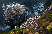 Northern gannet (Morus bassanus) colony on a sea stack, Langanes peninsula, Iceland, May 2008