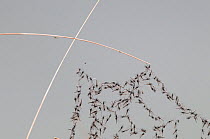 Midges (Chironomus islandicus) on a spider web. Midge swarming. Mývatn, Iceland. May 2008