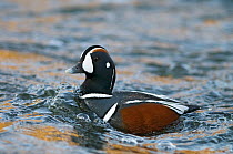 Harlequin duck (Histrionicus histrionicus) male. Laxa River, Mývatn, Iceland. June 2008