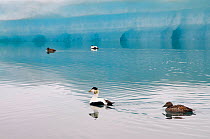Common eider (Somateria mollissima) pair, Jkulsrln glacial lagoon, Iceland, June 2008