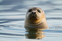 Common seal (Phoca vitulina). Jkulsrln glacial lagoon. Iceland. June 2008