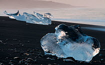 Glacier ice laying on black volcanic sand. rfi, Iceland. June 2008