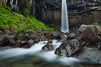 Svartifoss waterfall with basalt columns. Iceland. June 2008
