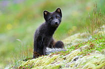 Arctic fox (Vulpes / Alopex lagopus) dark summer phase, Hornstrandir, Iceland, July 2008