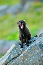 Arctic fox (Vulpes / Alopex lagopus) barking, dark summer phase, Hornstrandir, Iceland, July 2008