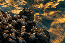 Northern gannet (Morus bassanus) colony, Seabird cliff, Langanes peninsula, Iceland, July 2008
