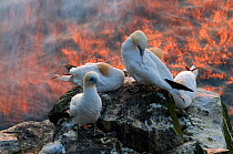 Northern gannets (Morus bassanus) on a cliff, Langanes peninsula, Iceland, July 2008