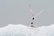 Arctic tern (Sterna paradisaea), adult feeding young. Jokulsarlon glacial lagoon. Iceland.~August 2008