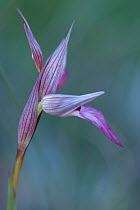 Tongue orchid (Serapias lingua) flower, Gargano National Park, Gargano Peninsula, Apulia, Italy, April 2008