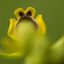 Phrygana bee orchid (Ophrys phryganae) flower, Gargano National Park, Gargano Peninsula, Apulia, Italy, April 2008