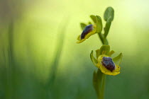 Yellow ophrys orchid (Ophrys lutea) in flower, Gargano National Park, Gargano Peninsula, Apulia, Italy, April 2008